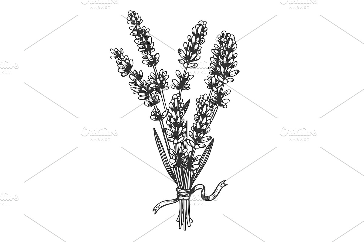 Lavandula flower engraving vector illustration in Illustrations - product preview 8