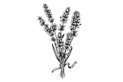 Lavandula flower engraving vector illustration