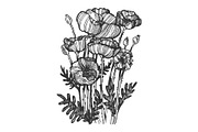 Poppy flower engraving vector illustration