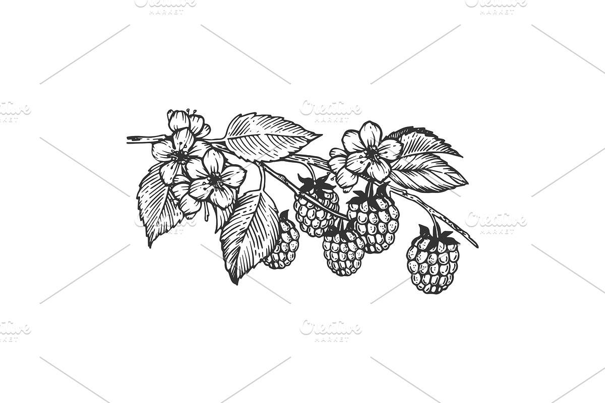 Raspberries branch engraving vector illustration in Illustrations - product preview 8