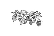 Raspberries branch engraving vector illustration