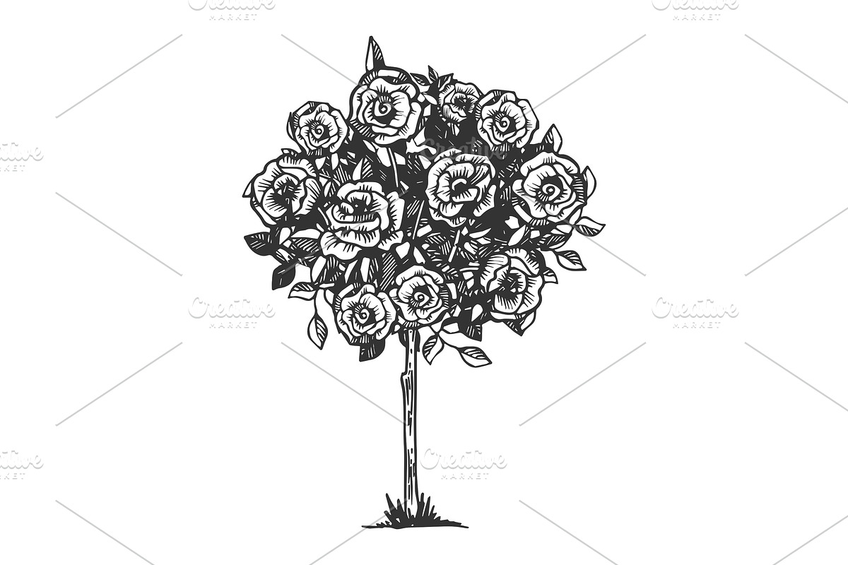 Rose bush engraving vector illustration in Illustrations - product preview 8