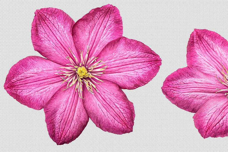 Clematis flower isolated PNG