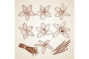 Biology illustrations. Aroma flowers of cinnamon