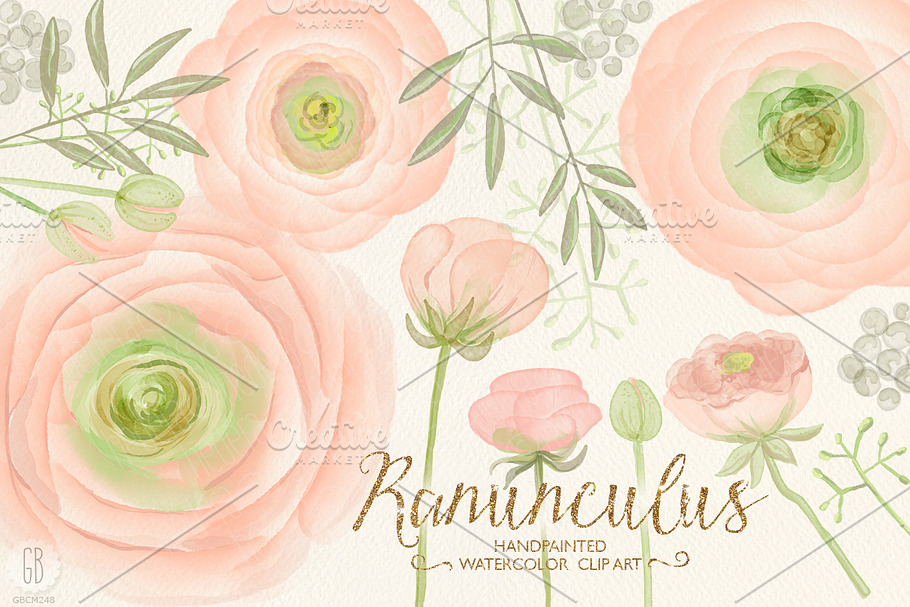 Watercolor ranunculus, blush pink