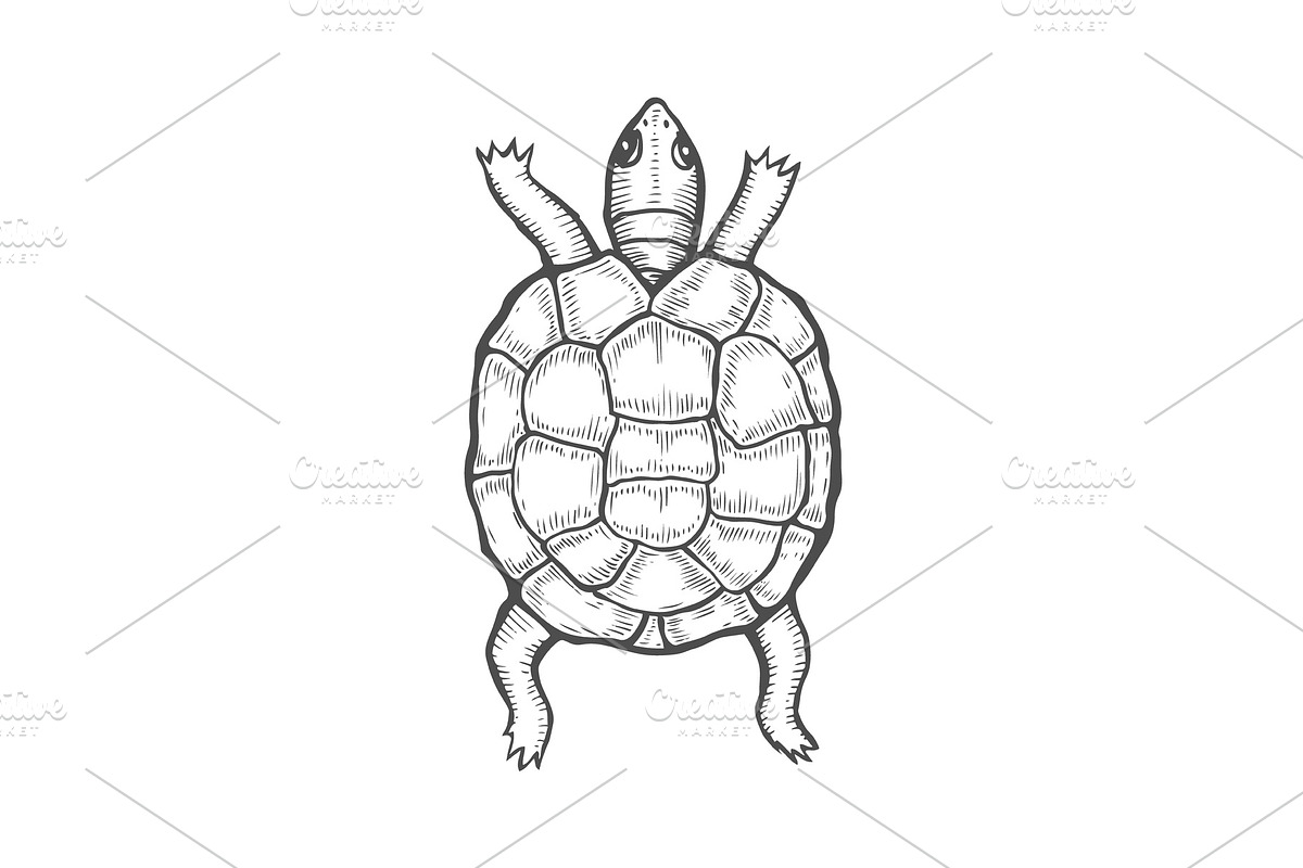 sea turtle illustration in Illustrations - product preview 8