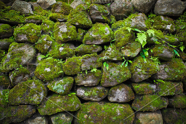 The boulders covered by green moss. Background.