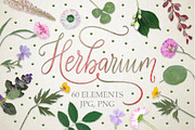 Herbarium. 60 real herbarium element