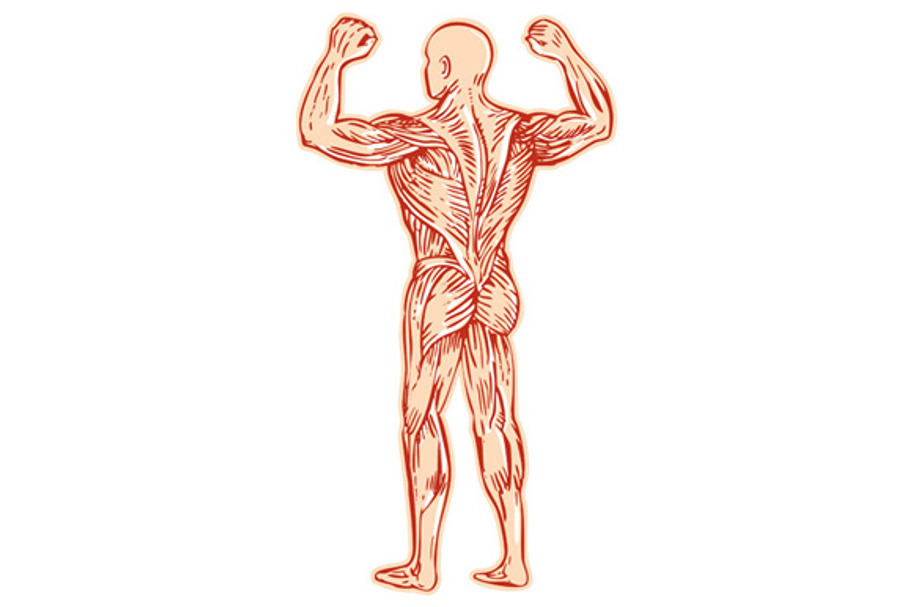 Human Muscular System Anatomy Etchin