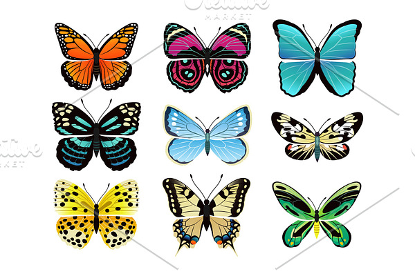 Butterflies Types Collection Vector Illustration