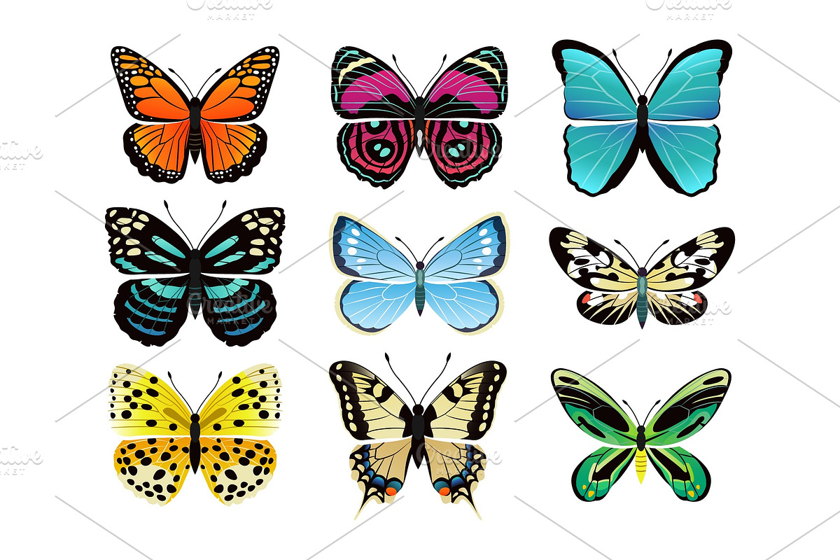 Butterflies Types Collection Vector Illustration in Illustrations - product preview 8