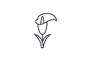 Calla lily line icon concept. Calla lily flat vector sign, symbol, illustration.