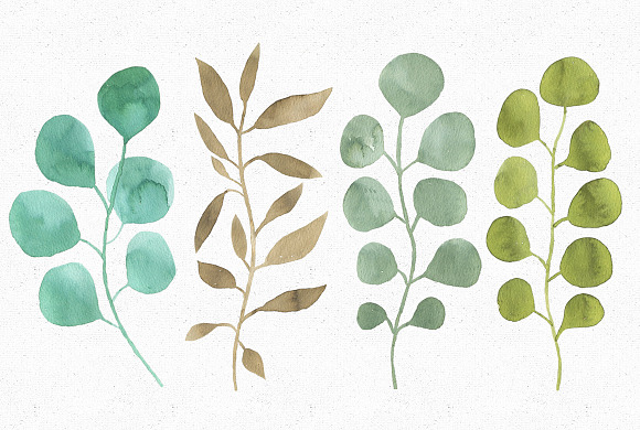 Watercolor Eucalyptus collection in Illustrations - product preview 1
