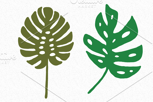 Vector monstera set in Illustrations - product preview 2