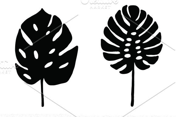 Vector monstera set in Illustrations - product preview 5