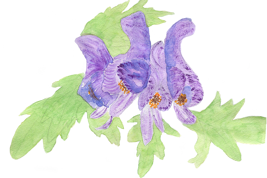 Aconitum Printable Artwork in Illustrations - product preview 8