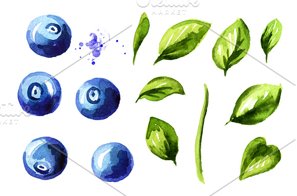 Blueberry. Watercolor collection in Illustrations - product preview 1