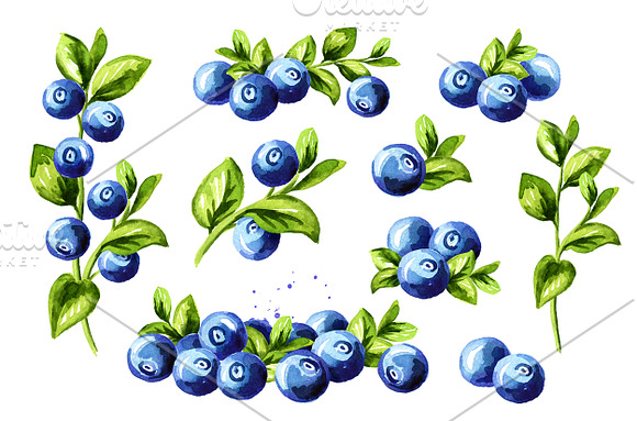 Blueberry. Watercolor collection in Illustrations - product preview 3