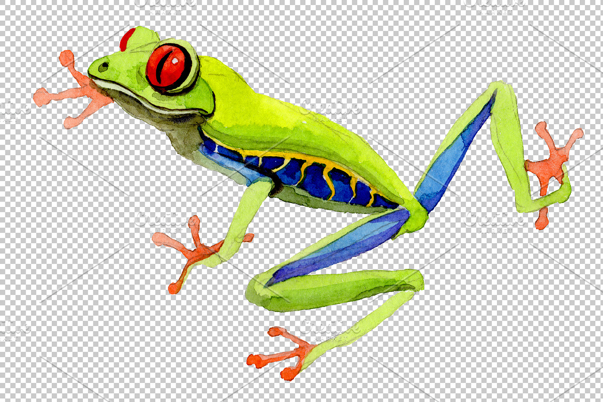 Exotic frog red-eyed PNG watercolor  in Illustrations - product preview 8