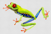 Exotic frog red-eyed PNG watercolor 
