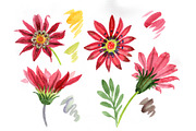 Flower red gazania PNG watercolor