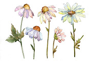 Gentle chamomile PNG watercolor set