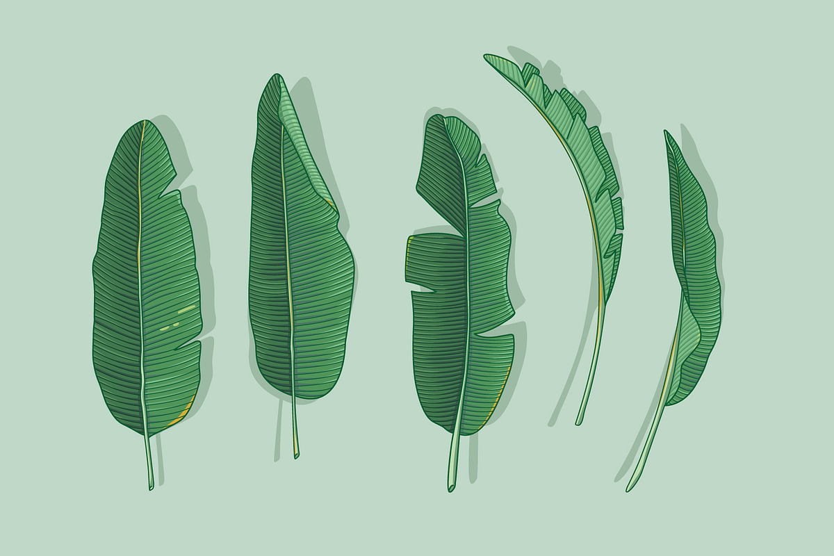 Banana leaves in Illustrations - product preview 8