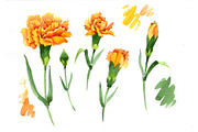 Yellow Dianthus PNG watercolor set