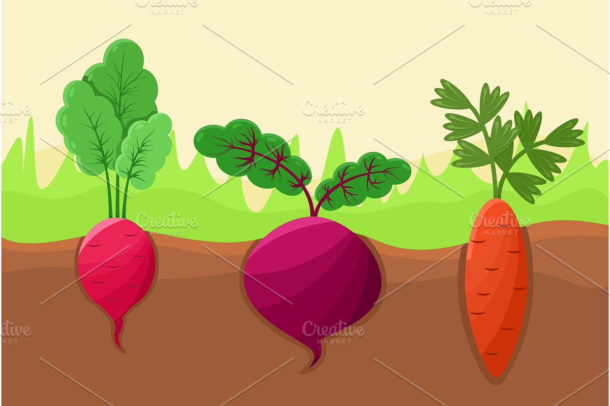 Carrot Radish and Beetroot Vector Illustration in Illustrations - product preview 8