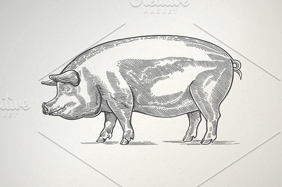 Pigs in graphical style in Illustrations - product preview 1
