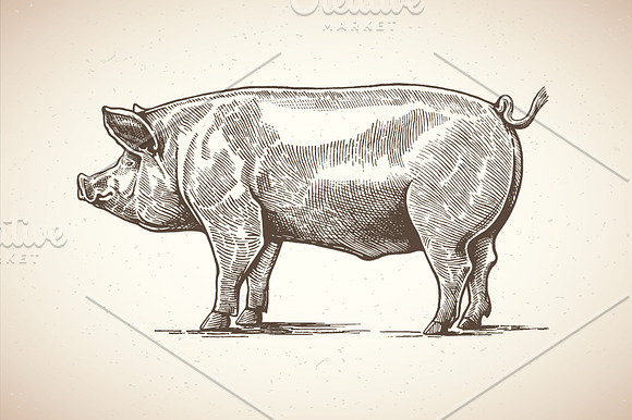 Pigs in graphical style in Illustrations - product preview 6