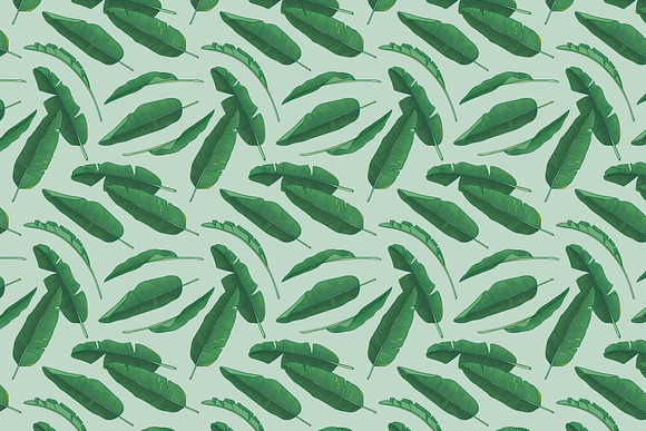 Banana leaves in Illustrations - product preview 1