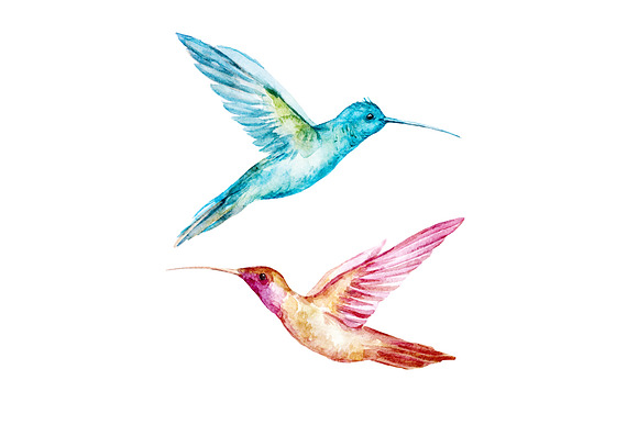 Watercolor colibri set in Illustrations - product preview 2