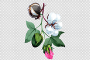 Cotton plant flower PNG watercolor 