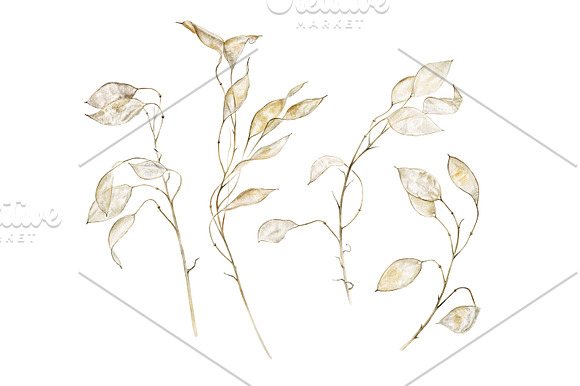 Lunaria branches in Illustrations - product preview 1