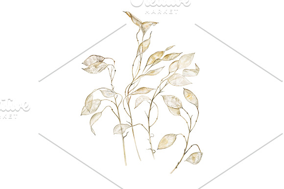 Lunaria branches in Illustrations - product preview 2