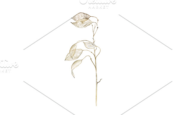 Lunaria branches in Illustrations - product preview 3
