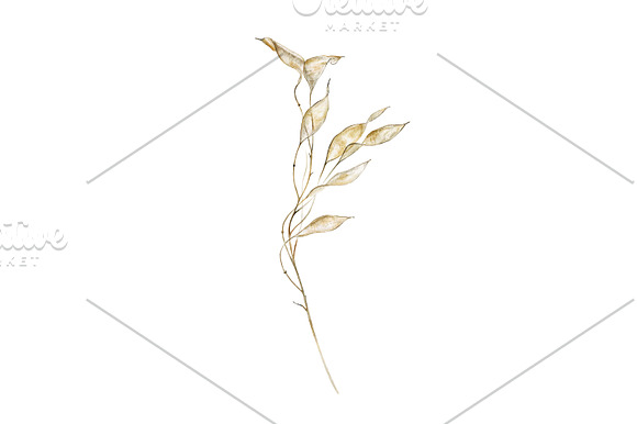 Lunaria branches in Illustrations - product preview 4