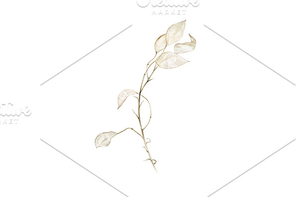 Lunaria branches in Illustrations - product preview 5