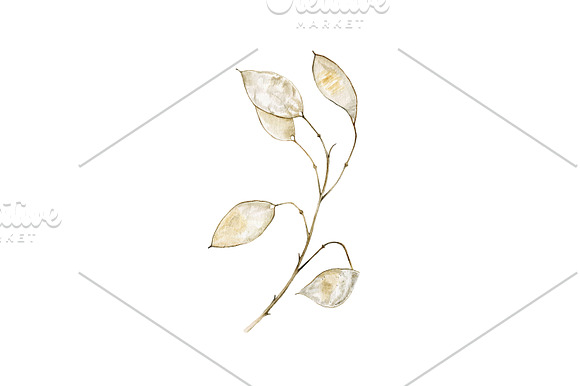 Lunaria branches in Illustrations - product preview 6