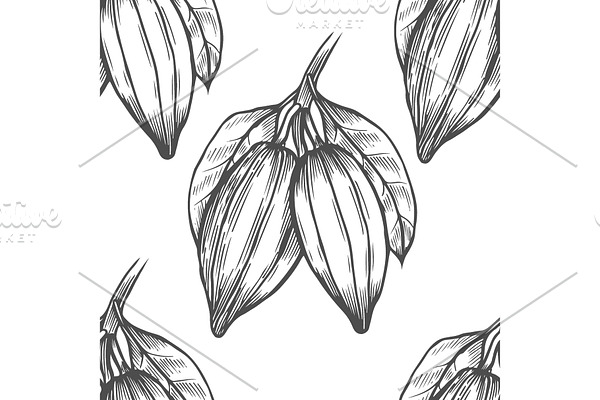 Vector Cocoa tree illustration