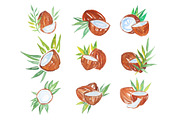 Coconuts with palm leaves set of watercolor vector Illustrations