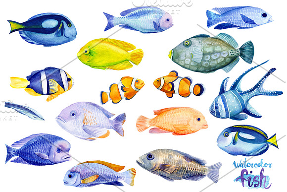 Marine life, watercolor fish in Illustrations - product preview 5