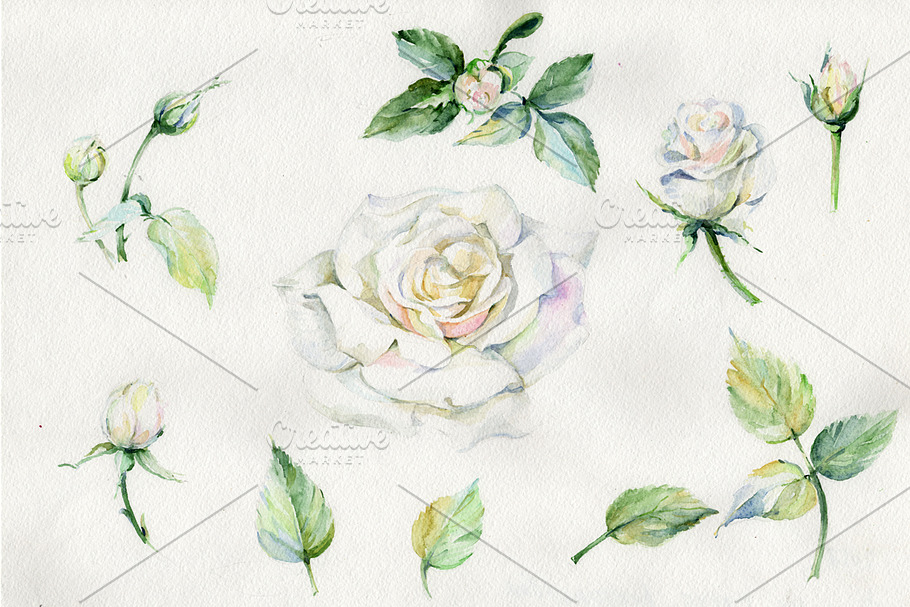 White rose watercolor flowers PNG  in Illustrations - product preview 8