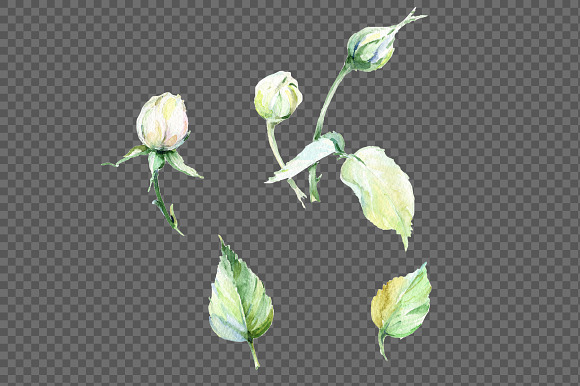 White rose watercolor flowers PNG  in Illustrations - product preview 1