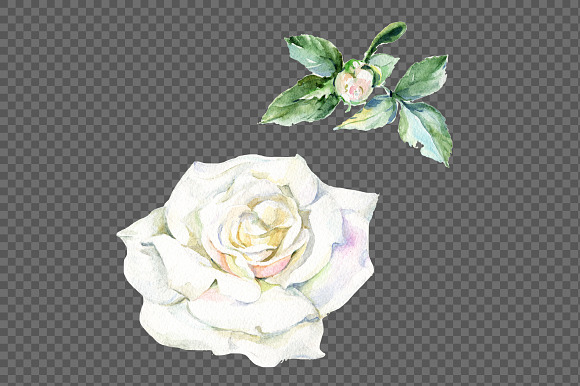 White rose watercolor flowers PNG  in Illustrations - product preview 3