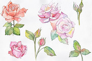Fine pink rose PNG watercolor flower