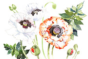 Field poppies PNG watercolor flower 
