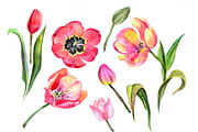 Red tulip watercolor PNG flower set