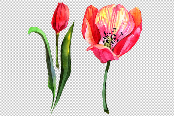 Red tulip watercolor PNG flower set in Illustrations - product preview 2